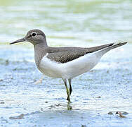 Common Sandpiper