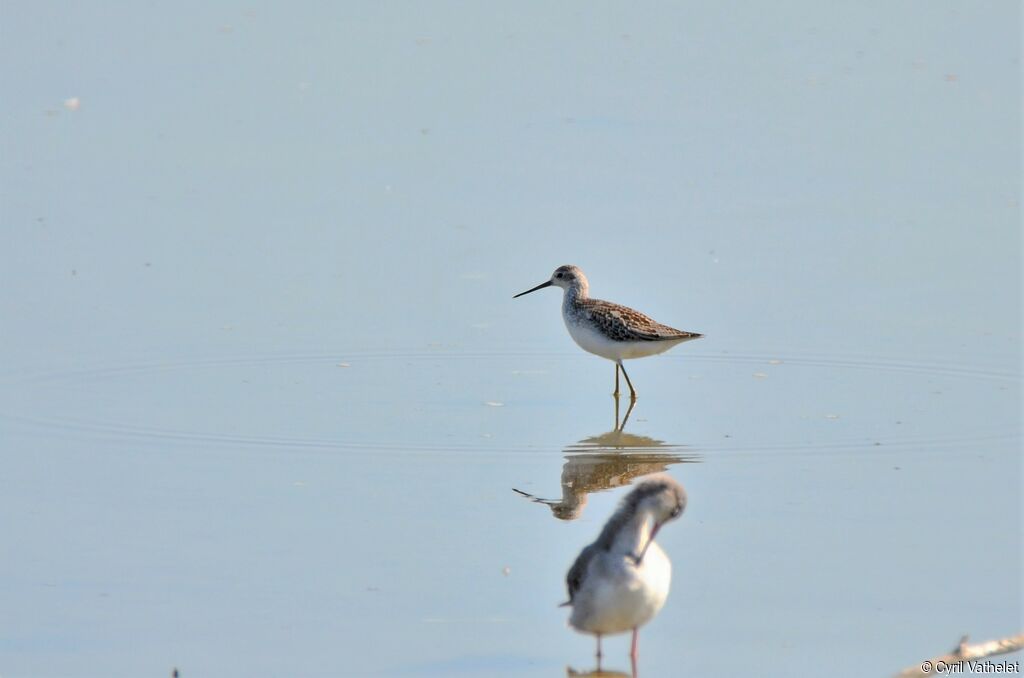 Marsh Sandpiper, identification, walking, fishing/hunting