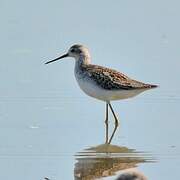 Marsh Sandpiper