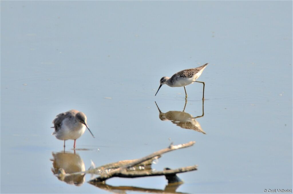 Marsh Sandpiper, identification, walking, fishing/hunting