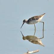 Marsh Sandpiper