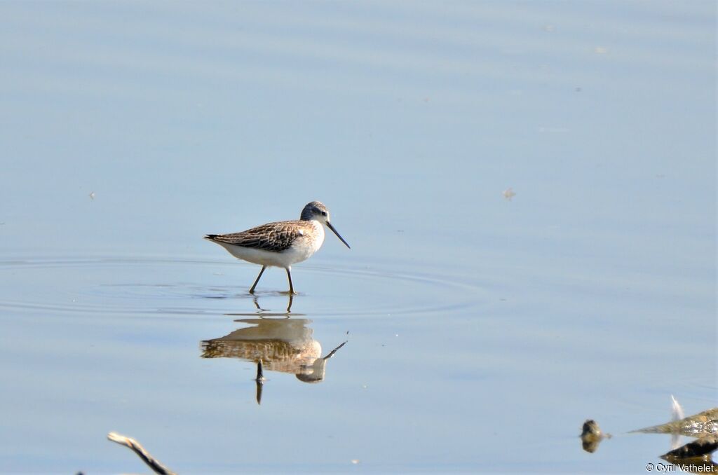 Marsh Sandpiper, walking, fishing/hunting