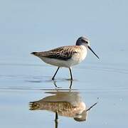 Marsh Sandpiper