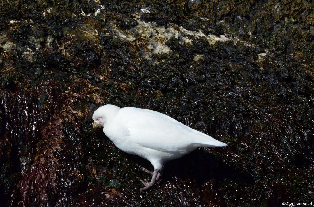 Chionis blanc, identification, habitat, composition, régime, mange