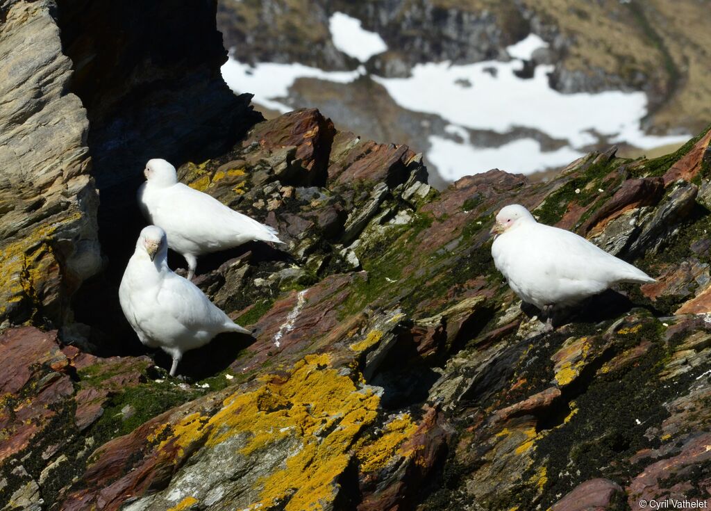 Chionis blanc, habitat, composition