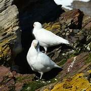 Snowy Sheathbill