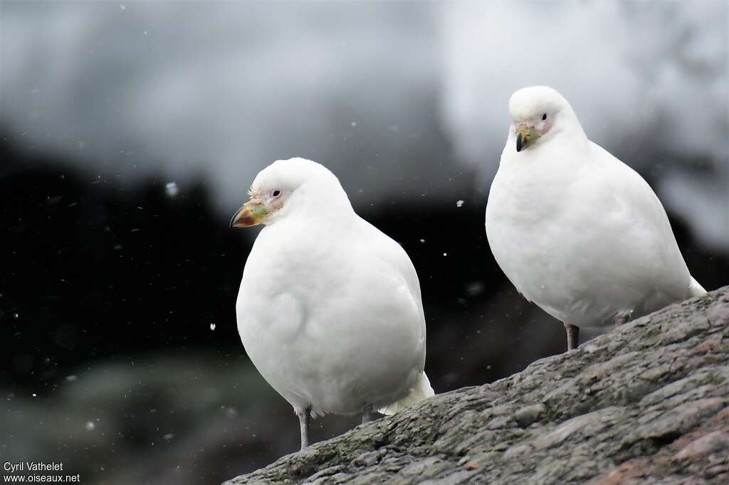 Snowy Sheathbilladult, aspect, pigmentation