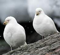 Snowy Sheathbill