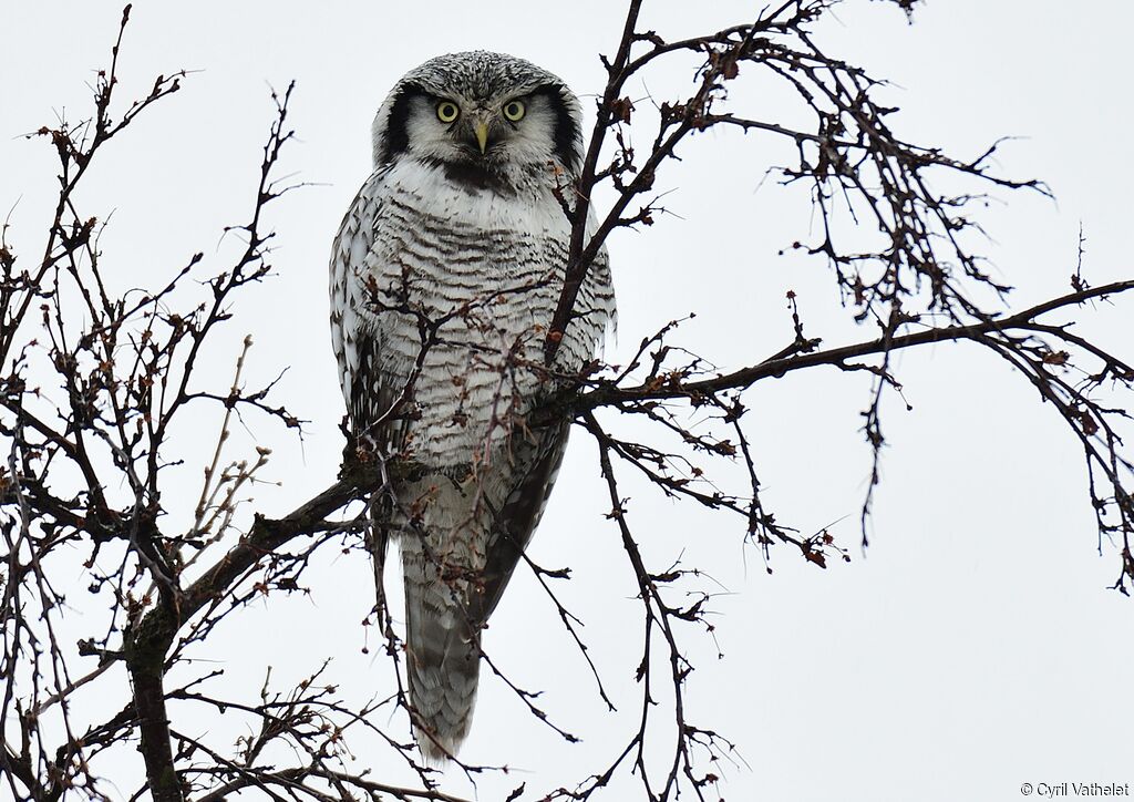 Northern Hawk-Owl