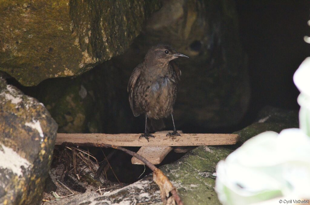 Blackish Cinclodes, identification, habitat, aspect