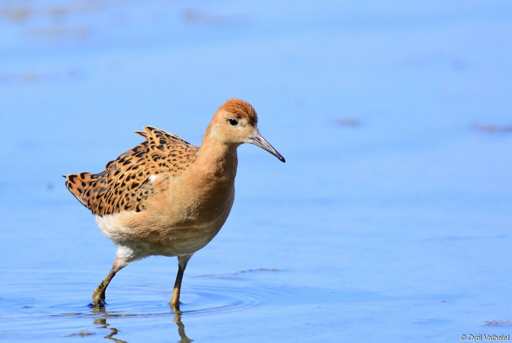 Ruff, identification, aspect, pigmentation, walking