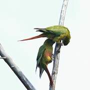 Austral Parakeet