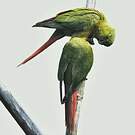 Conure magellanique