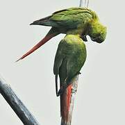 Austral Parakeet