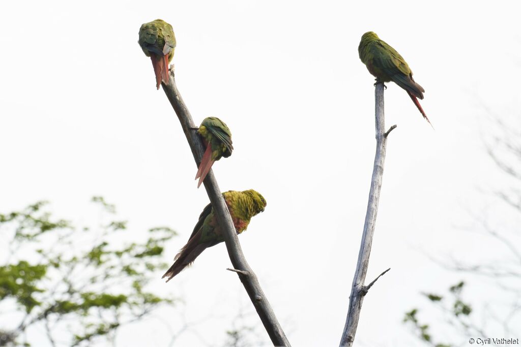 Austral Parakeet, aspect