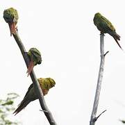 Austral Parakeet