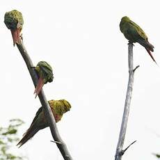 Conure magellanique