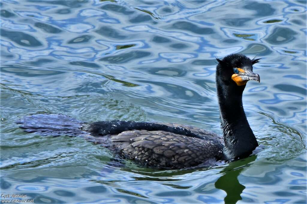 Cormoran à aigrettesadulte nuptial, nage