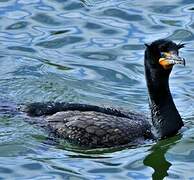 Cormoran à aigrettes