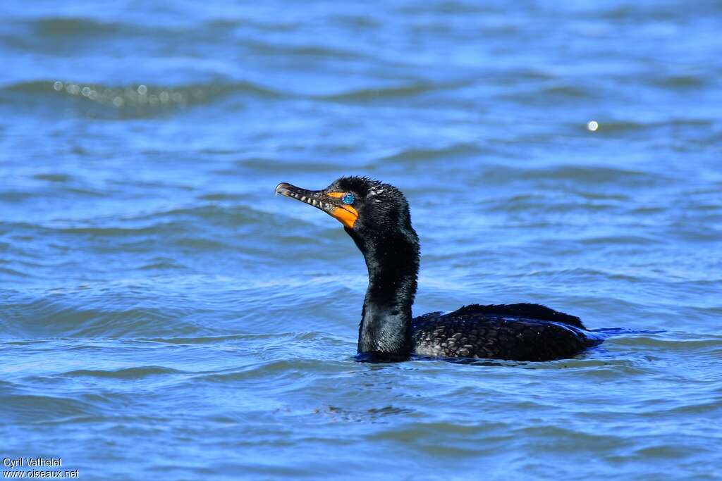 Cormoran à aigrettesadulte nuptial, habitat, pigmentation, nage