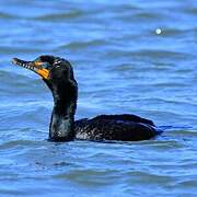 Cormoran à aigrettes