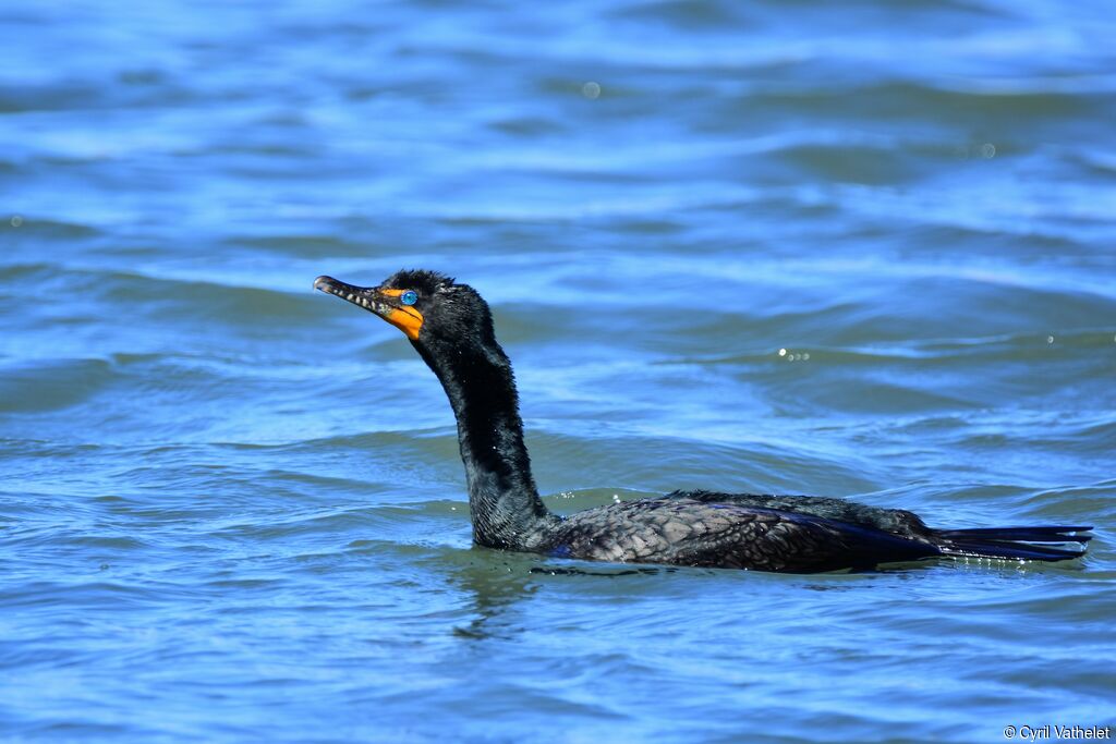 Double-crested Cormorant, identification, aspect, swimming