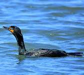 Cormoran à aigrettes