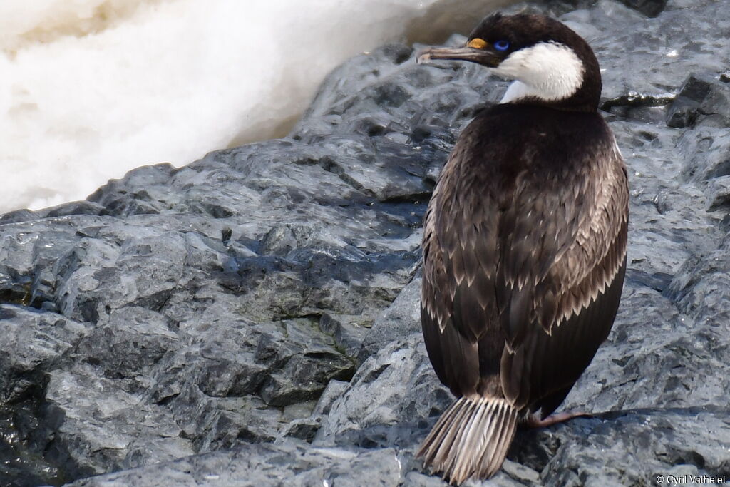 Antarctic Shagadult, identification, aspect