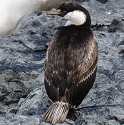 Cormoran antarctique