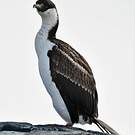 Cormoran antarctique