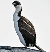 Antarctic Shag