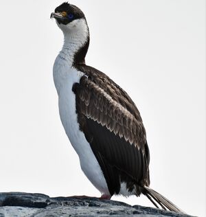 Cormoran antarctique