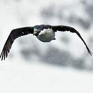 Cormoran antarctique