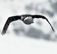 Antarctic Shag