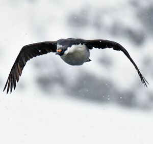 Cormoran antarctique