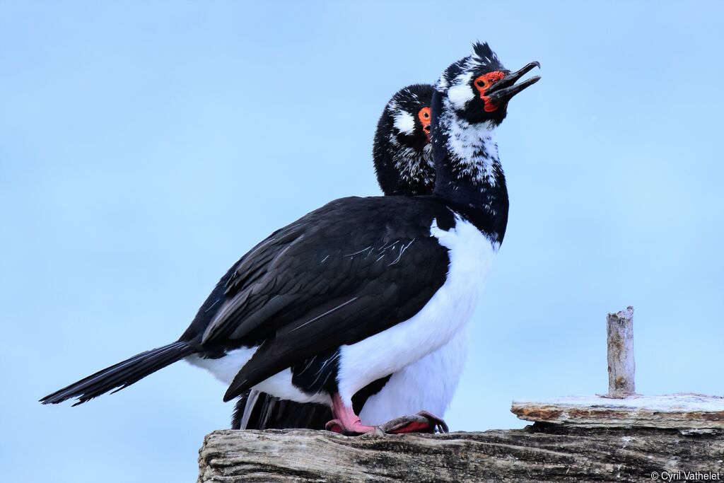 Rock Shag, aspect