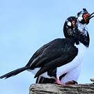 Cormoran de Magellan