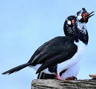 Cormoran de Magellan