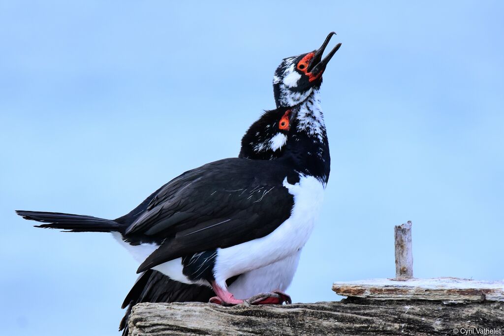 Cormoran de Magellan, composition, Comportement