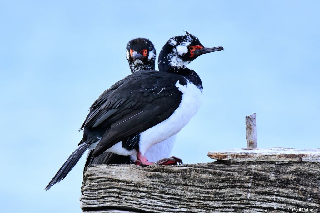 Rock Shag, aspect, pigmentation