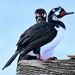 Cormoran de Magellan