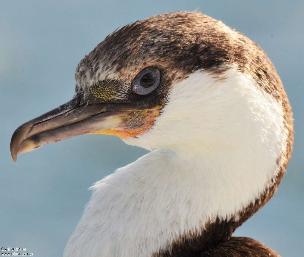 Cormoran géorgienimmature, portrait