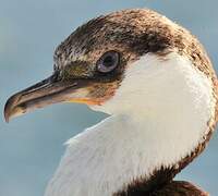 Cormoran géorgien