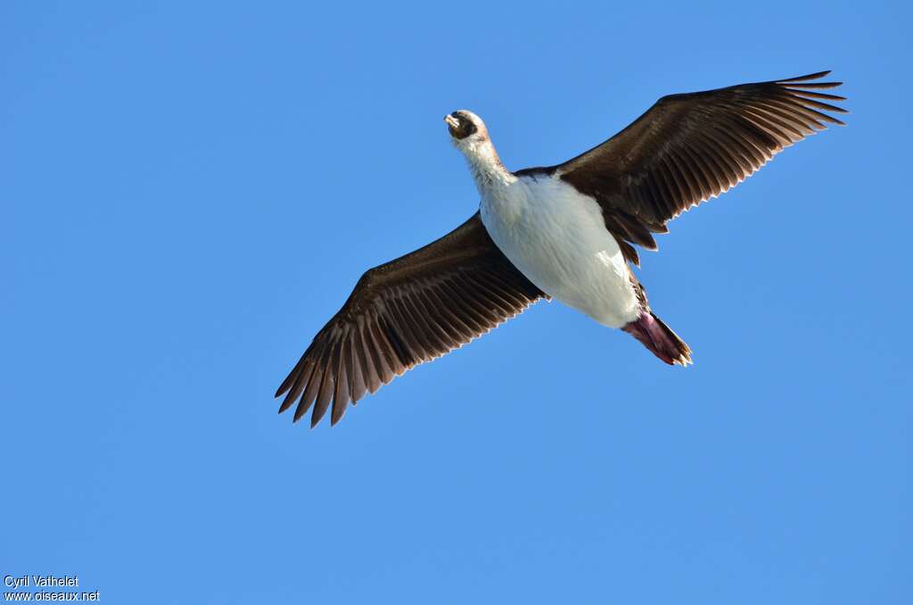 South Georgia Shagadult, Flight