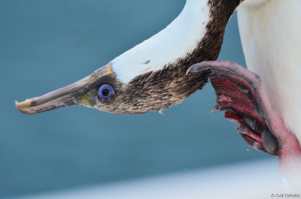 Cormoran géorgienimmature, portrait, soins, pigmentation