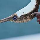 Cormoran géorgien