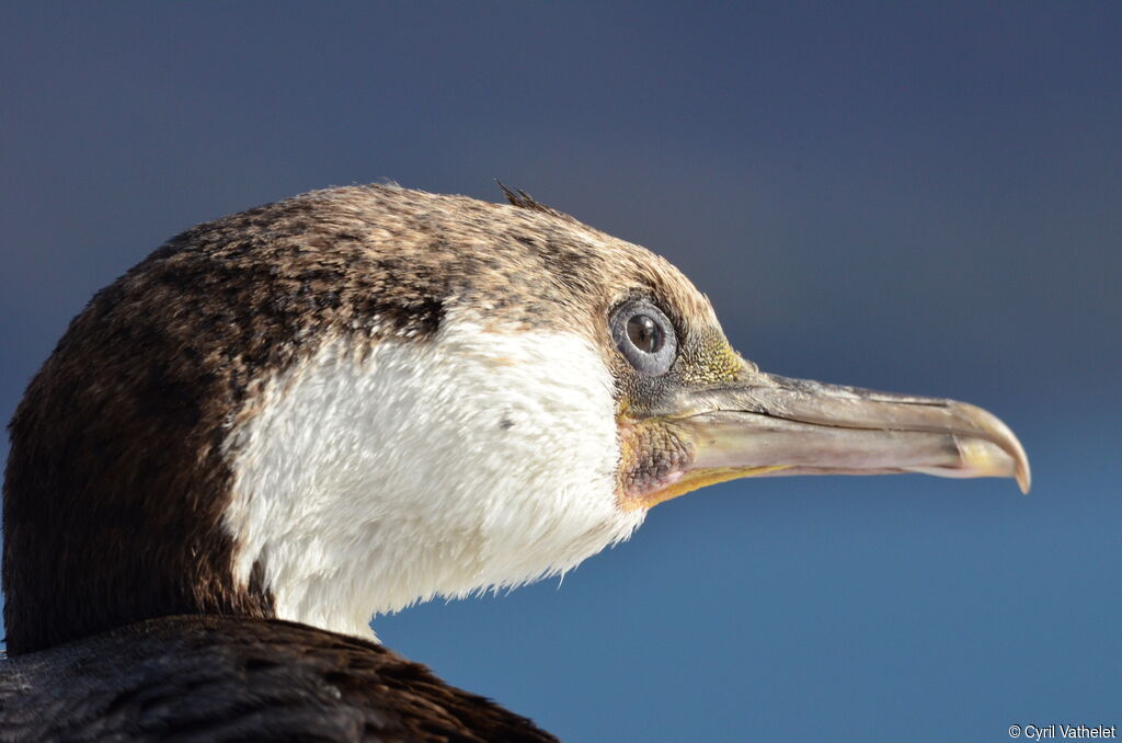 South Georgia Shagimmature, identification, close-up portrait