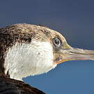 Cormoran géorgien