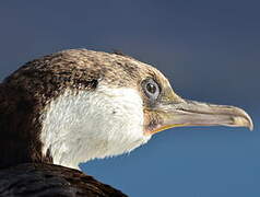 South Georgia Shag