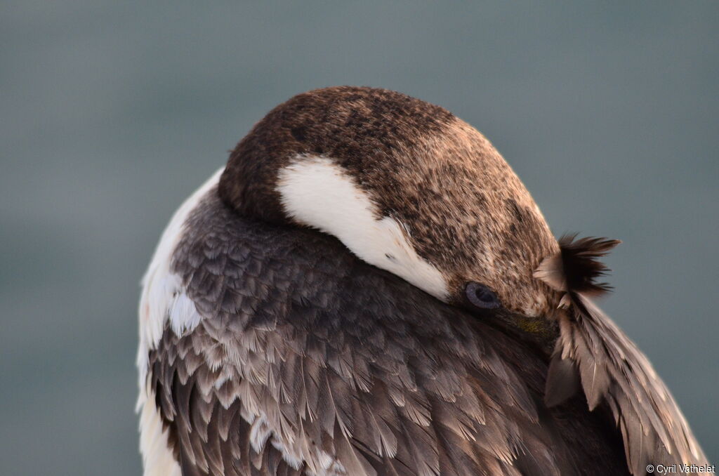 Cormoran géorgienimmature, soins